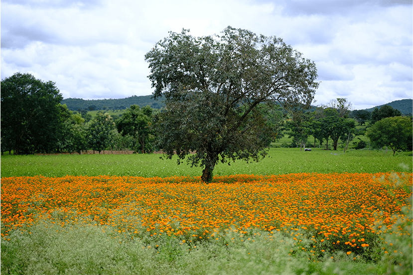 Tree surrounded by marigolds