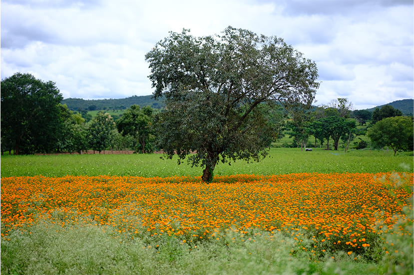 Tree surrounded by marigolds
